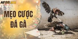 Mẹo Cược Đá Gà Trực Tiếp Từ Sư Kê Có Thể Bạn Chưa Biết